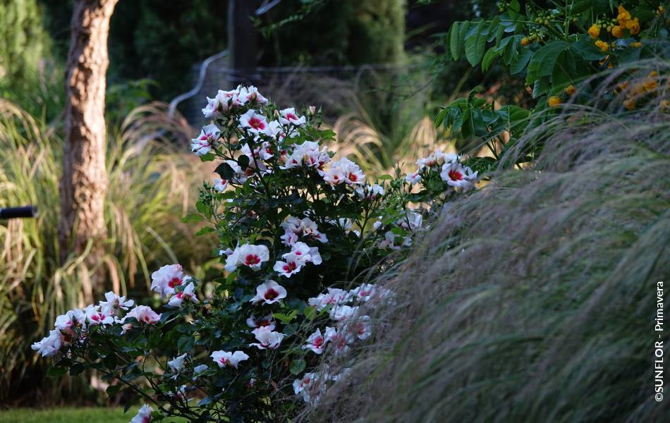 ©SUNFLOR - Primavera